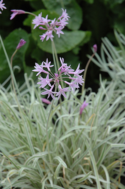 Tricolor Variegated Society Garlic (Tulbaghia violacea 'Tricolor') at Roger's Gardens