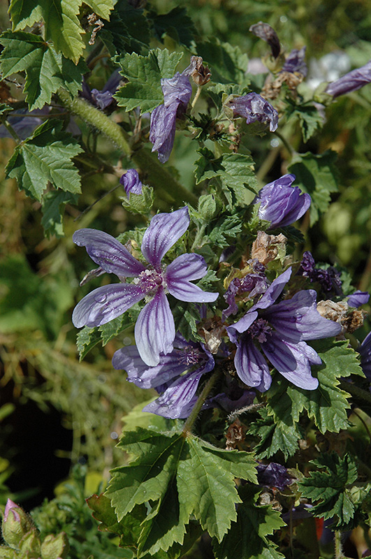 Primley Blue Mallow (Malva sylvestris ‘Primley Blue’) in Orange County