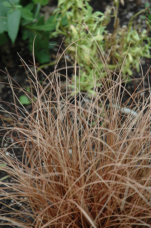 Weeping Brown Sedge (Carex flagellifera) at Roger's Gardens