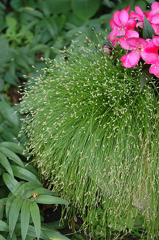 Fiber Optic Grass (Isolepis cernua) at Roger's Gardens