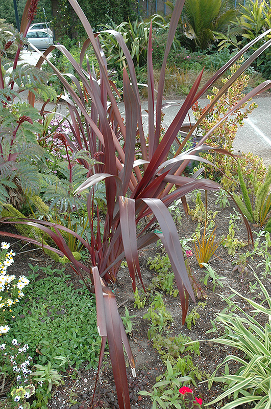 Amazing Red New Zealand Flax (Phormium 'Amazing Red') at Roger's Gardens