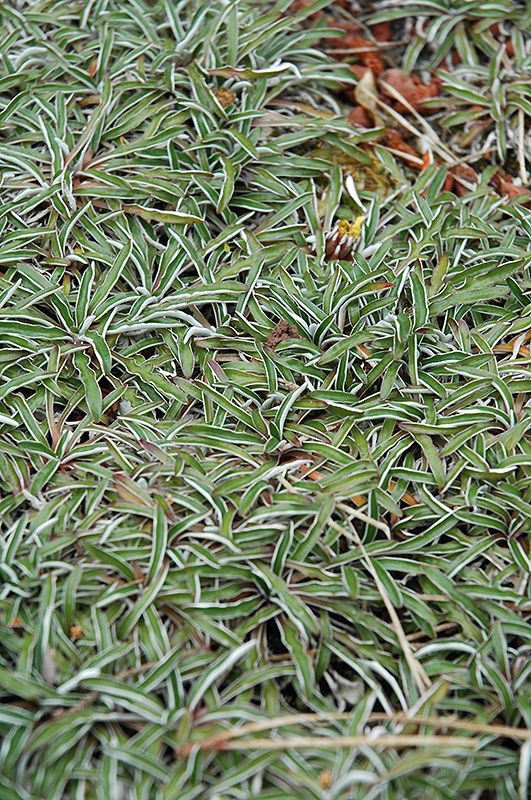 Silver Carpet (Dymondia margaretae) at Roger's Gardens