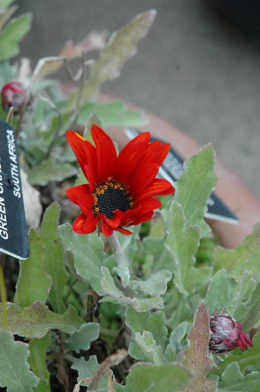 Red Torch African Daisy (Arctotis 'Red Torch') at Roger's Gardens