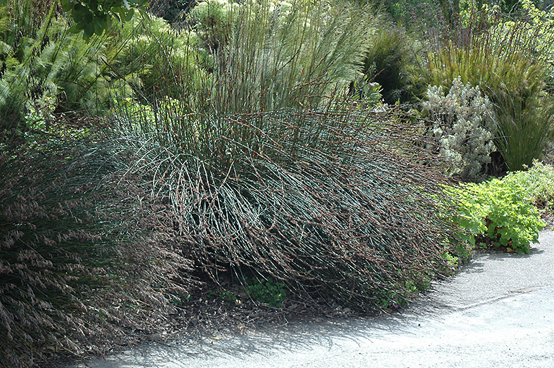 Bushy Restio (Rhodocoma fruticosa) at Roger's Gardens
