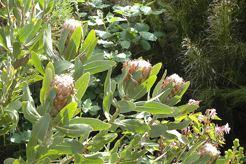 Stinkleaf Sugarbush (Protea susannae) at Roger's Gardens