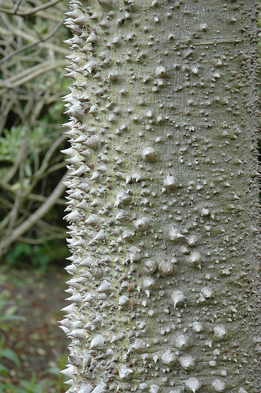 Silk Floss Tree (Chorisia speciosa) at Roger's Gardens
