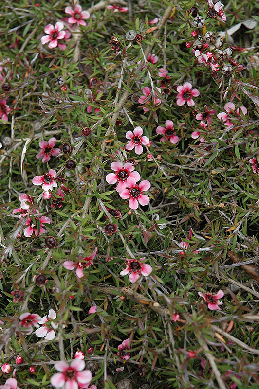 Pink Cascade Tea-Tree (Leptospermum scoparium 'Pink Cascade') at Roger's Gardens