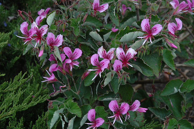 Heartleaf Geranium (Pelargonium cordifolium) at Roger's Gardens