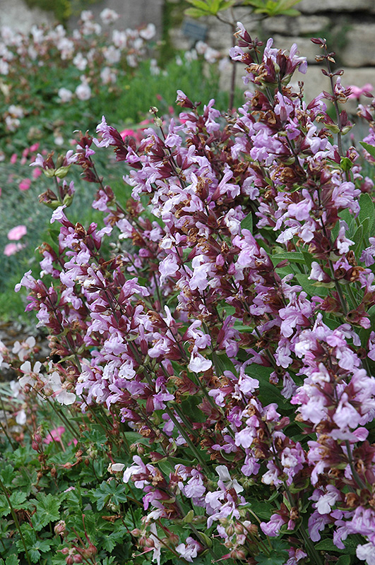 Dwarf Sage (Salvia officinalis 'Nana') at Roger's Gardens