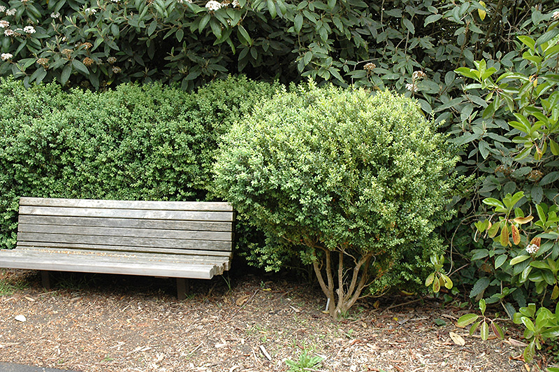 Common Boxwood (Buxus sempervirens) at Roger's Gardens