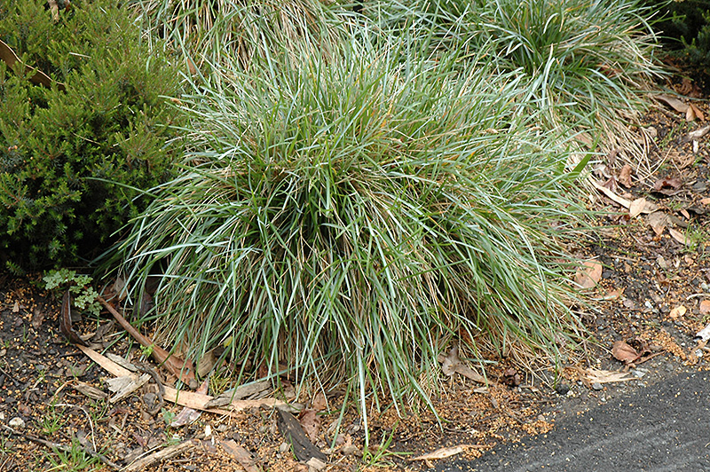 Blue Moor Grass (Sesleria caerulea) at Roger's Gardens