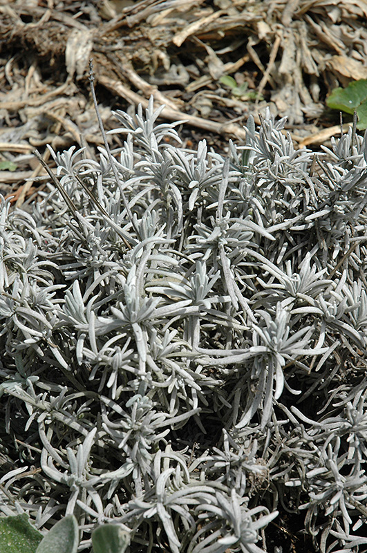 Silver Frost Lavender (Lavandula 'Silver Frost') at Roger's Gardens