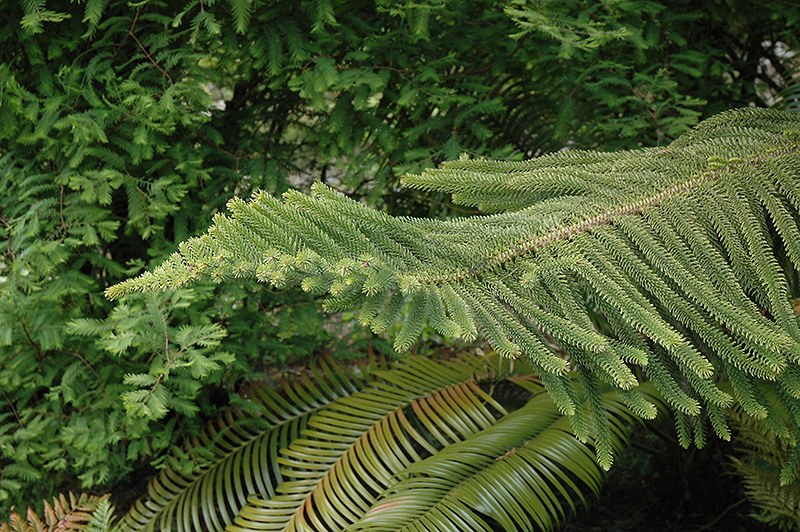 Norfolk Island Pine (Araucaria heterophylla) at Roger's Gardens