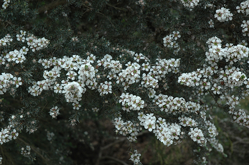 Woolly Tea-Tree (Leptospermum lanigerum) at Roger's Gardens
