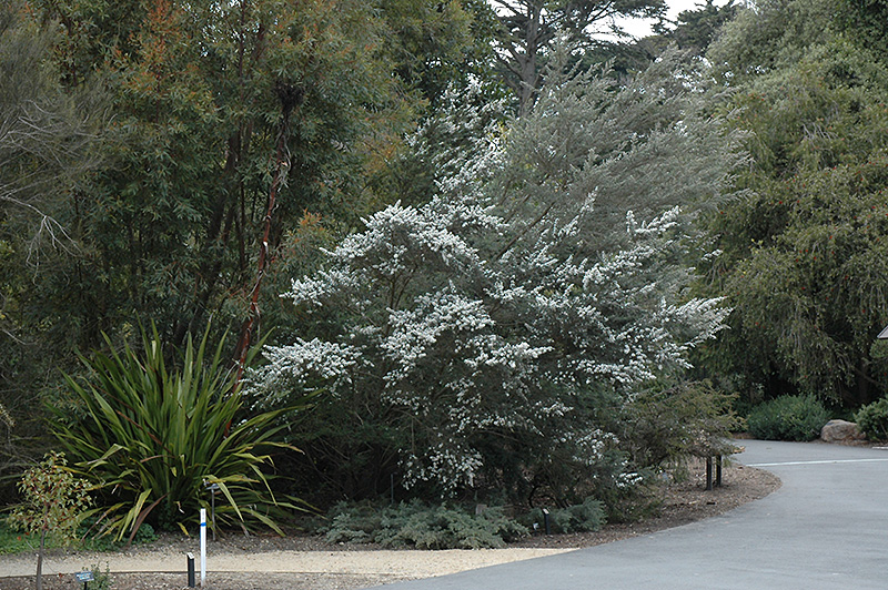 Woolly Tea-Tree (Leptospermum lanigerum) at Roger's Gardens