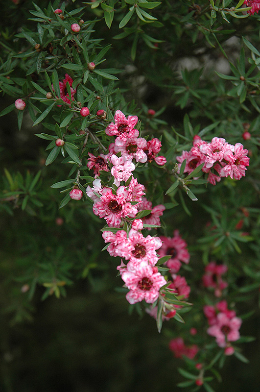 Manuka Plant - Leptospermum Scoparium and Care Notes