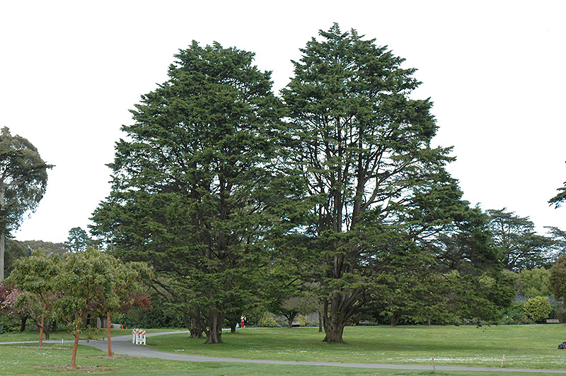 Monterey Cypress (Cupressus macrocarpa) at Roger's Gardens
