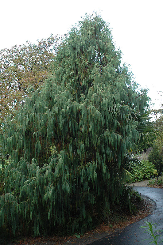 Kashmir Cypress (Cupressus torulosa 'var. cashmeriana') at Roger's Gardens