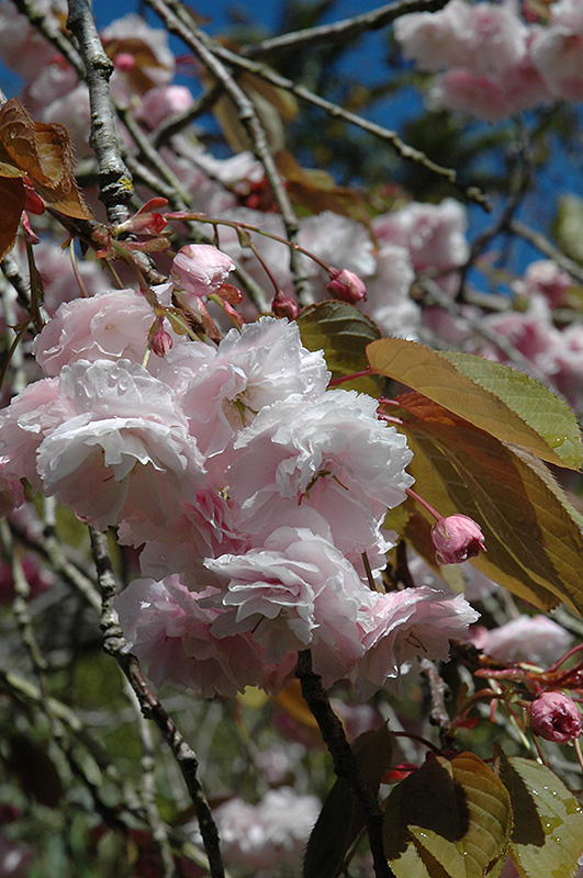 White Flowering Cherry (Prunus serrulata 'Alborosea') at Roger's Gardens