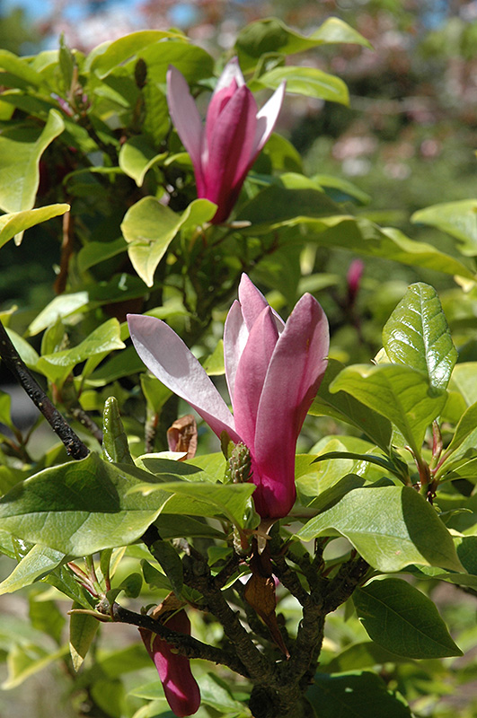 Burgundy Saucer Magnolia (Magnolia x soulangeana 'Burgundy') at Roger's Gardens