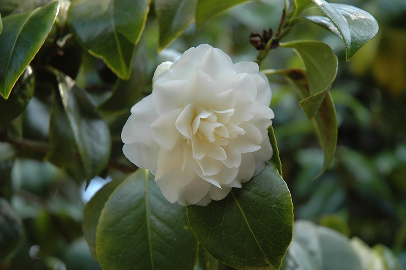 Purity Camellia (Camellia japonica 'Purity') at Roger's Gardens