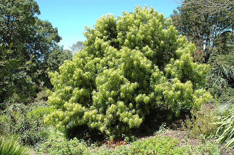 Long Leafed Yellowood (Podocarpus henkelii) at Roger's Gardens