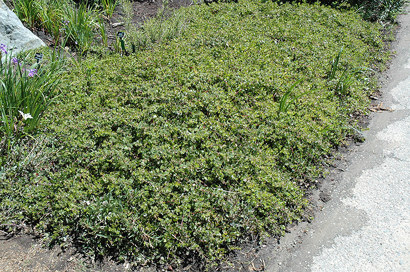 Little Sur Manzanita (Arctostaphylos edmundsii) at Roger's Gardens