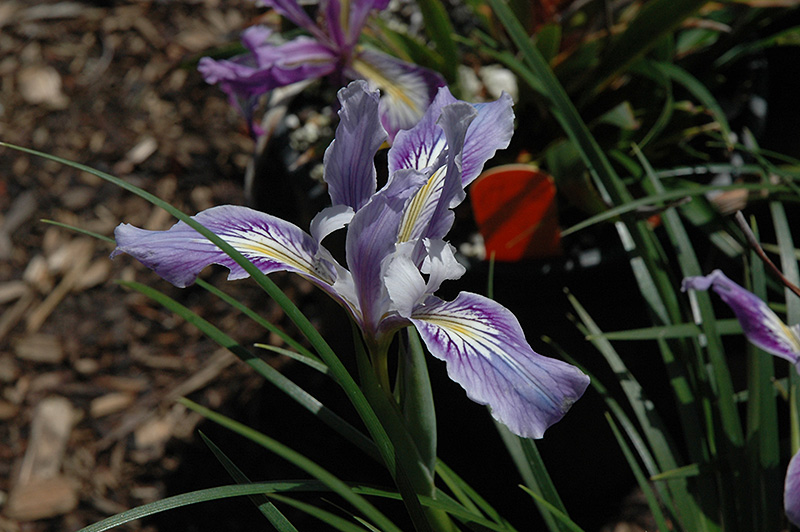 Golden Iris (Iris innominata) at Roger's Gardens