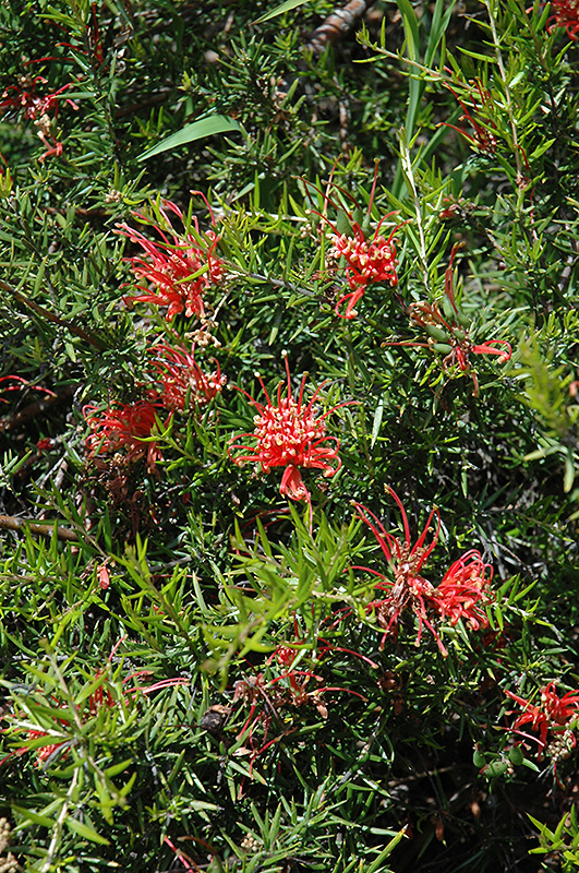 Juniper Leaf Grevillea (Grevillea juniperina) at Roger's Gardens