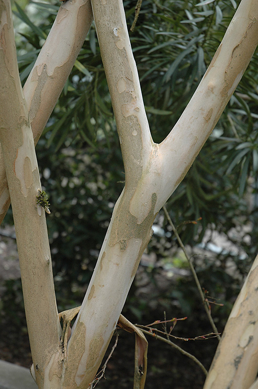 Zuni Crapemyrtle (Lagerstroemia 'Zuni') at Roger's Gardens