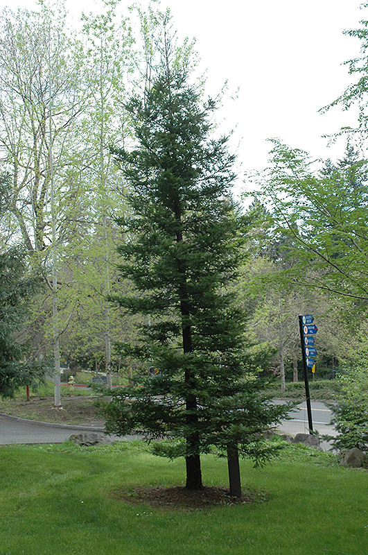 Coast Redwood (Sequoia sempervirens) at Roger's Gardens