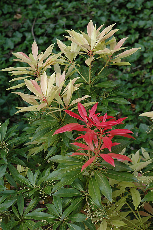 Forest Flame Japanese Pieris (Pieris japonica 'Forest Flame') at Roger's Gardens