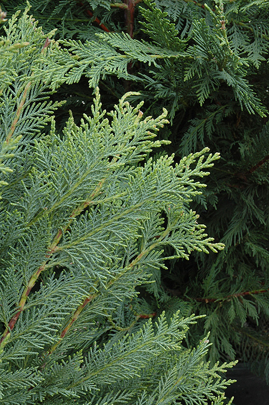 Leyland Cypress (Cupressocyparis x leylandii) at Roger's Gardens