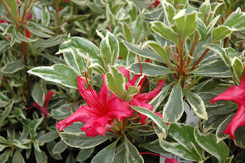 Girard's Variegated Gem Azalea (Rhododendron 'Girard's Variegated Gem') at Roger's Gardens