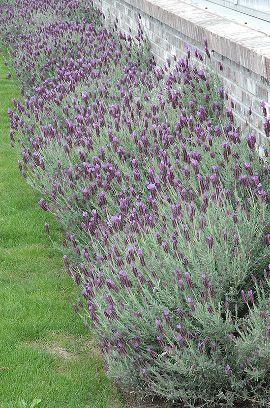 Otto Quast Spanish Lavender (Lavandula stoechas 'Otto Quast') at Roger's Gardens