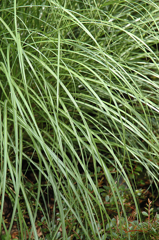 Little Kitten Dwarf Maiden Grass (Miscanthus sinensis 'Little Kitten') at Roger's Gardens