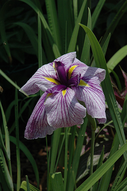 Japanese Water Iris (Iris ensata) at Roger's Gardens