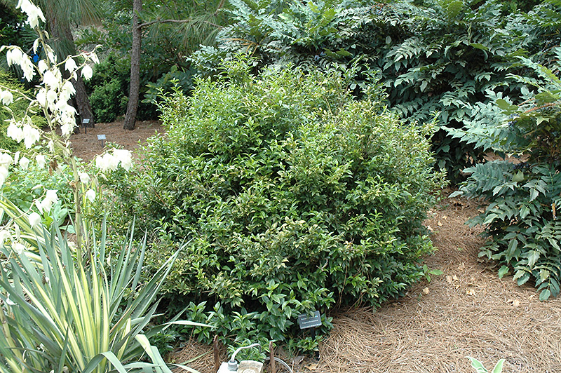 Fragrant Sweet Box (Sarcococca ruscifolia) at Roger's Gardens