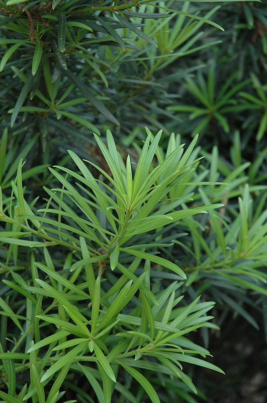 Japanese Yew (Podocarpus macrophyllus) at Roger's Gardens