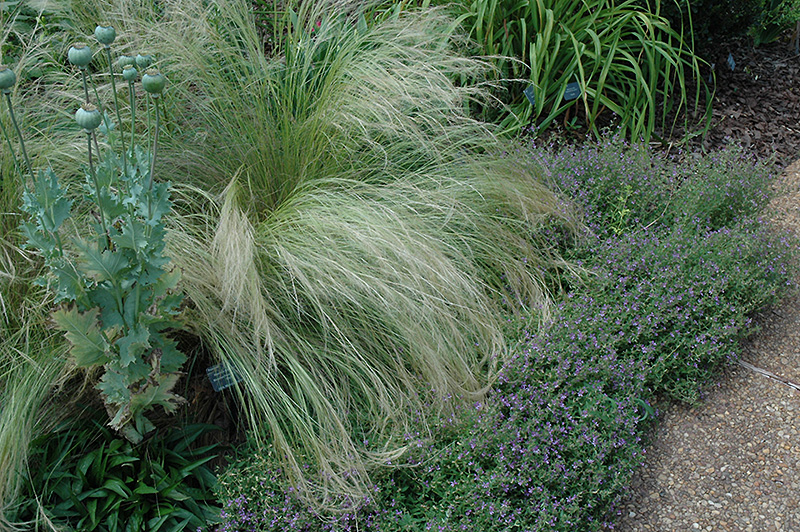 Mexican Feather Grass (Nassella tenuissima) at Roger's Gardens