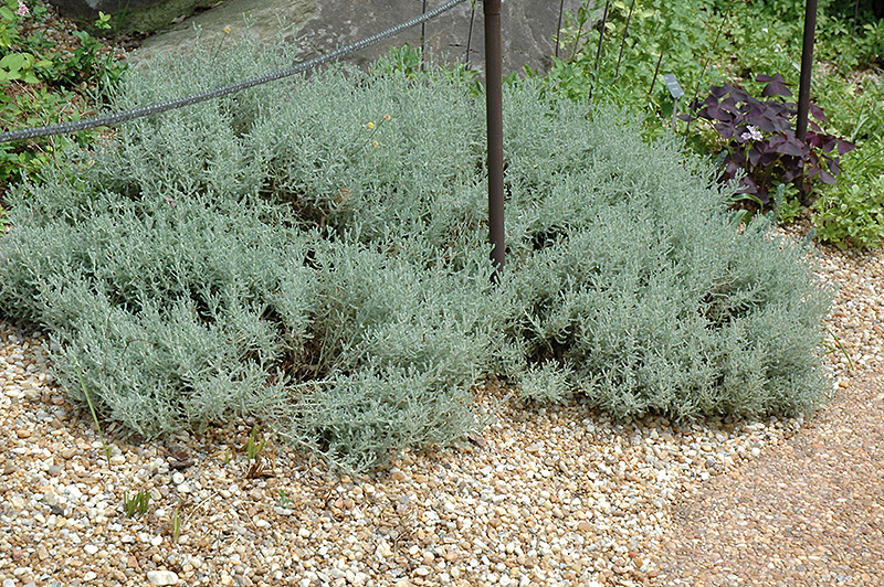 Dwarf Cotton Lavender (Santolina incana 'Nana') at Roger's Gardens