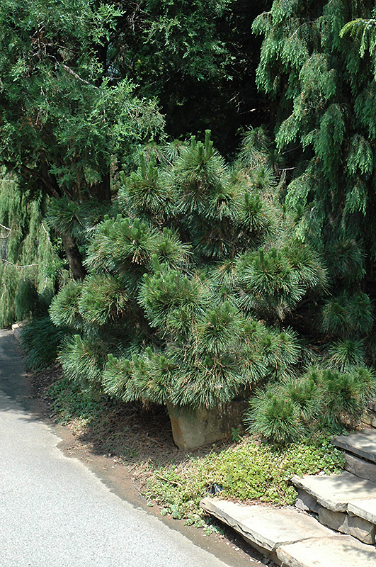 Angelica's Thunderhead Japanese Black Pine (Pinus thunbergii 'Angelica's Thunderhead') at Roger's Gardens