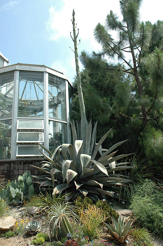 Century Plant (Agave americana) at Roger's Gardens