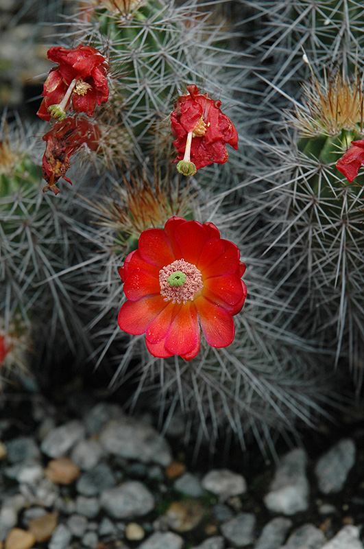 Mojave Mound Cactus (Echinocereus polyacanthus) at Roger's Gardens