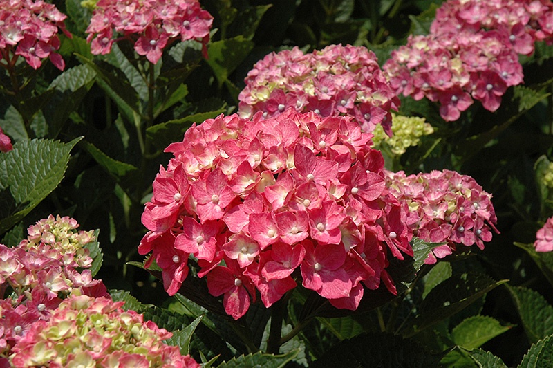 Forever Pink Hydrangea (Hydrangea macrophylla 'Forever Pink') at Roger's Gardens