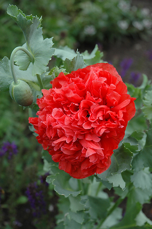 Double Opium Poppy (Papaver somniferum 'Double') at Roger's Gardens