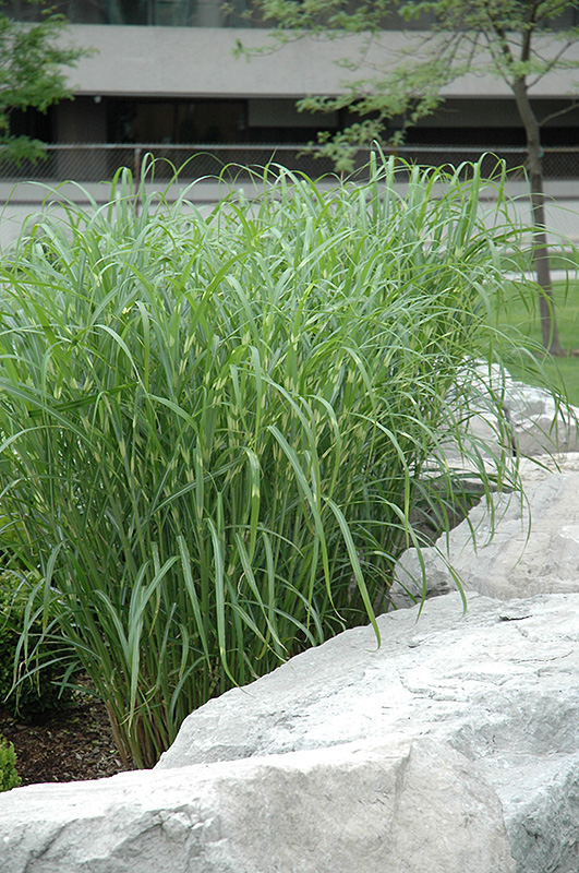 Zebra Grass (Miscanthus sinensis 'Zebrinus') at Roger's Gardens