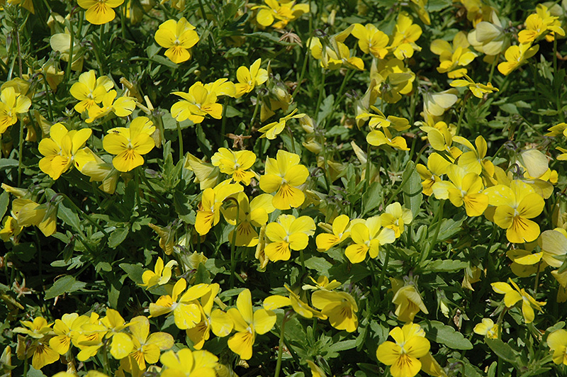 Endurio Pure Yellow Pansy (Viola cornuta 'Endurio Pure Yellow') at Roger's Gardens