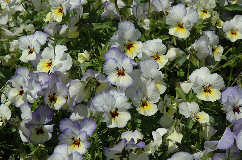 Endurio Blue Yellow with Purple Wing Pansy (Viola cornuta 'Endurio Blue Yellow Purple Wing') at Roger's Gardens