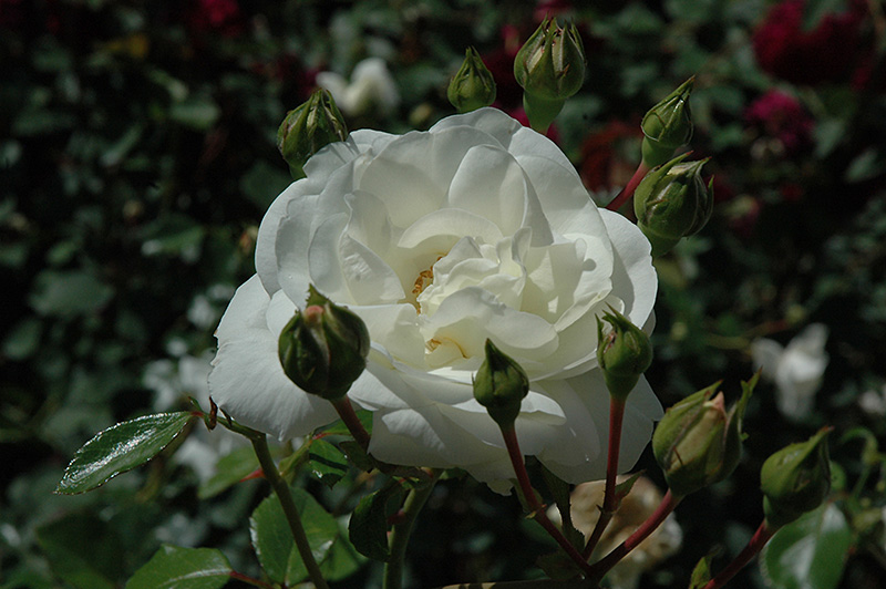 White Dawn Rose (Rosa 'White Dawn') at Roger's Gardens